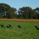 turkeys